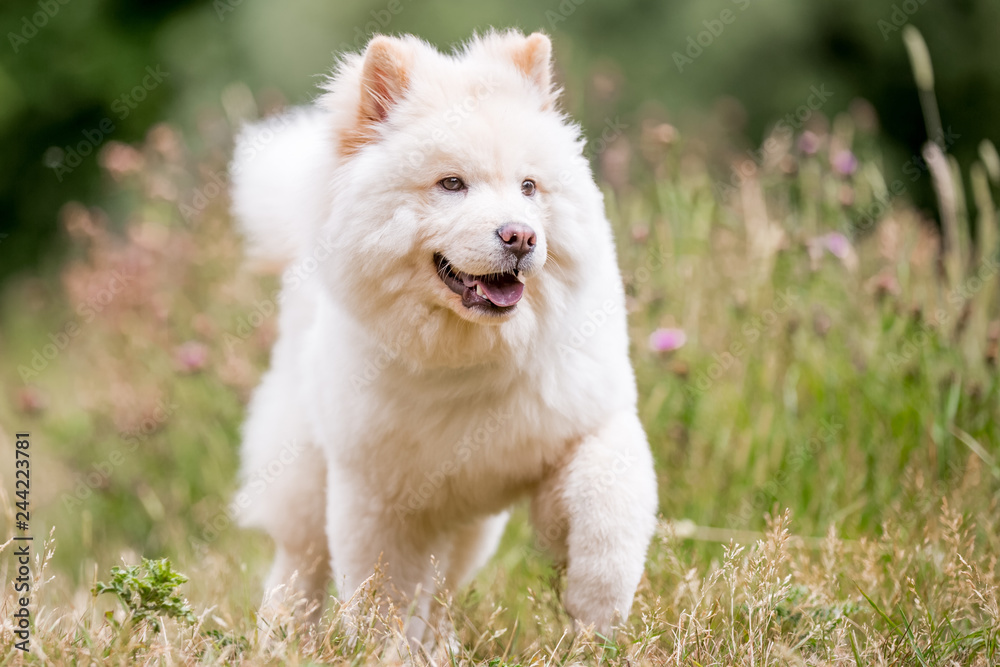 A White Samoyed Puppy running majestically through long grass and wildflowers. Cute white fluffy dog with long fur in the park, countryside, meadow or field. beautiful eyes. design space.