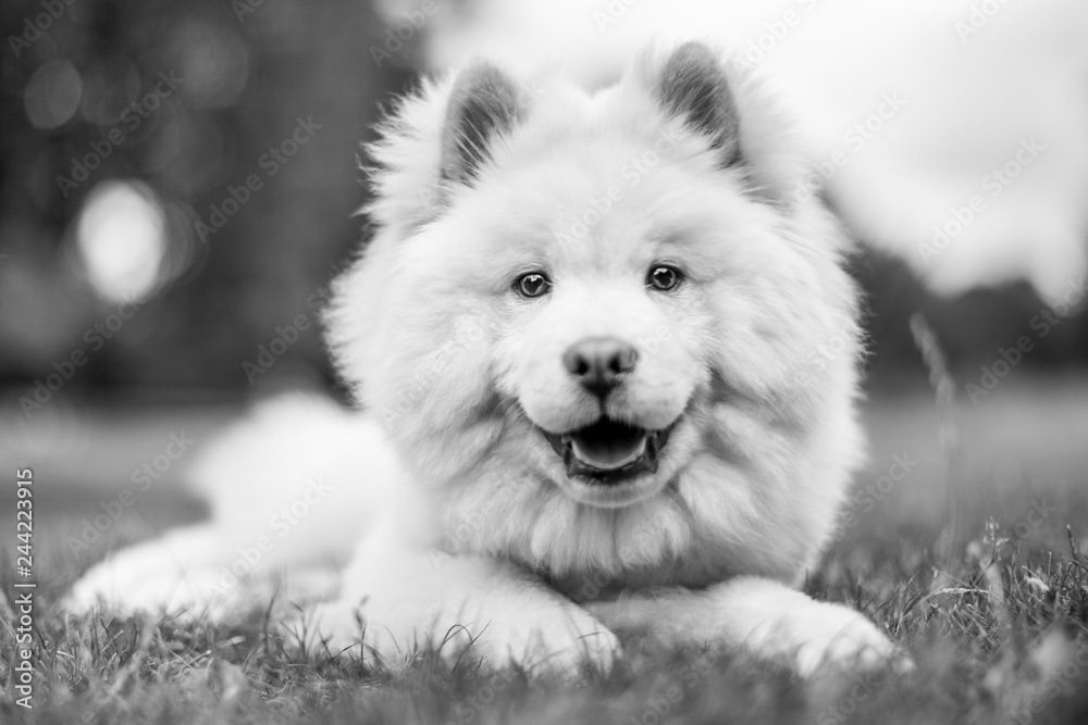 A White Samoyed Puppy lying on the grass looking down at the camera black and white. Cute white fluffy dog with long fur in the park, countryside, meadow or field. beautiful eyes. color colour