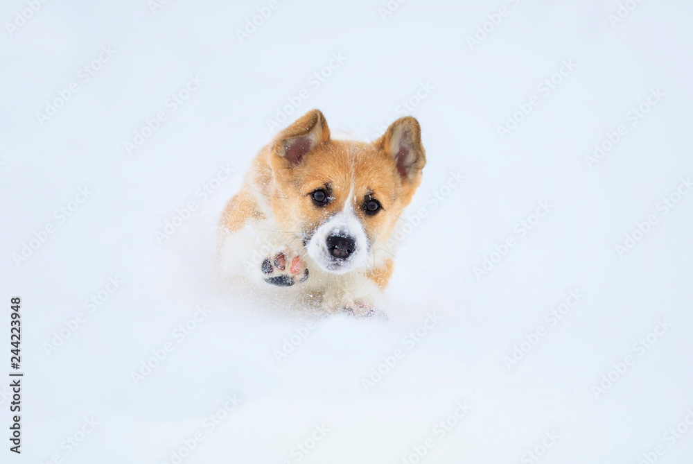 little funny red puppy corgi runs in deep white snowdrifts in the winter in the village throwing up its legs