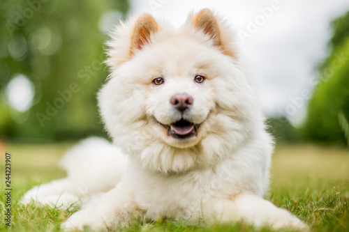A White Samoyed Puppy lying in a field looking at the camera. Cute white fluffy dog with long fur in the park, countryside, meadow or field. beautiful eyes. © Ian