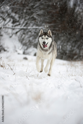 siberian husky running in snow