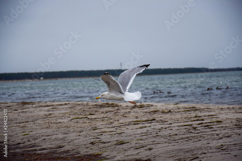 seagull flying over the sea © Franziska Brueckmann