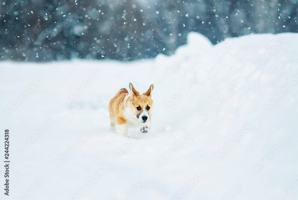 beautiful little red puppy corgi fun runs across a white field in the winter in the village during a snowfall