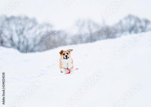 Fototapeta Naklejka Na Ścianę i Meble -  beautiful little red puppy Corgi fun runs on a white field in the winter in the village during a snowfall on a red leash