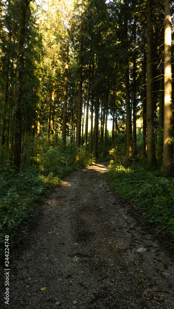 Fototapeta premium Wunderschöner Waldweg im Allgäu in der Herbstzeit. 