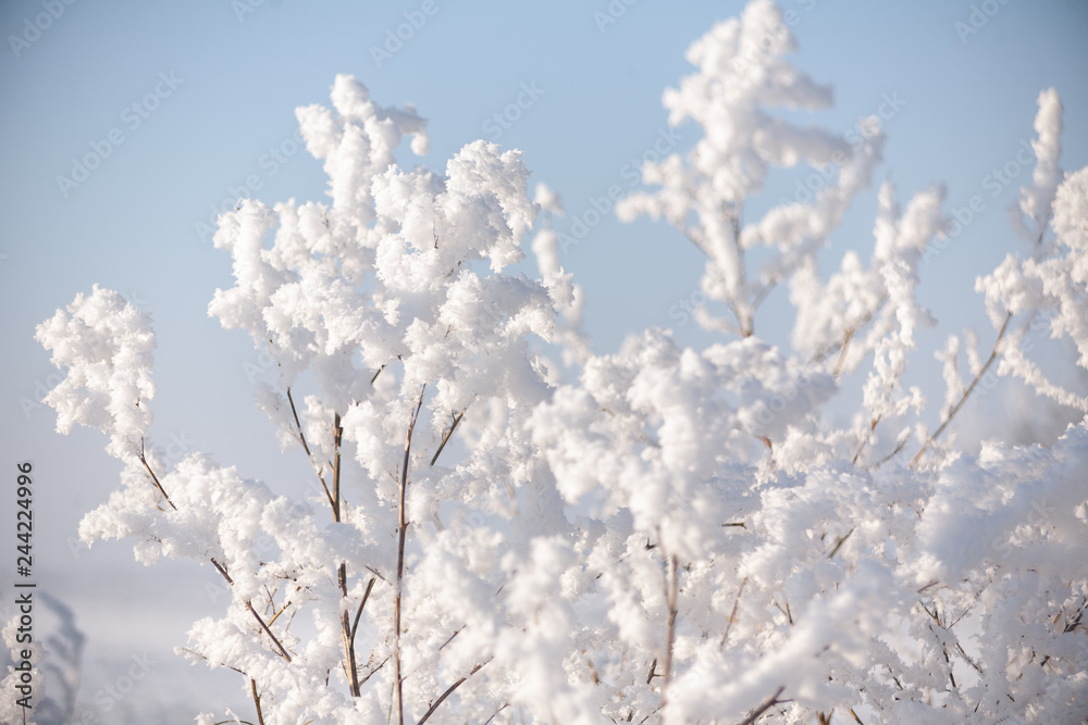 Hoarfrost on branches of bushes in the sky Hoarfrost on branches of bushes in the sky