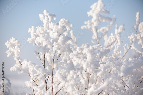 Hoarfrost on branches of bushes in the sky © Fedoruk