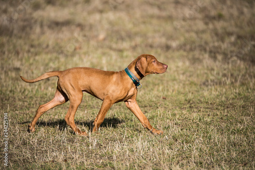 Young vizsla walking on grass in a park