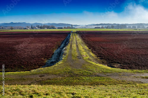 Dormant cranberry fields in Langley British Columbia