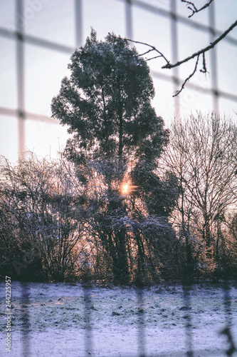 Tree in Snow