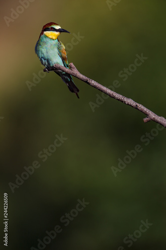 European Bee-eater (Merops apiaster).
