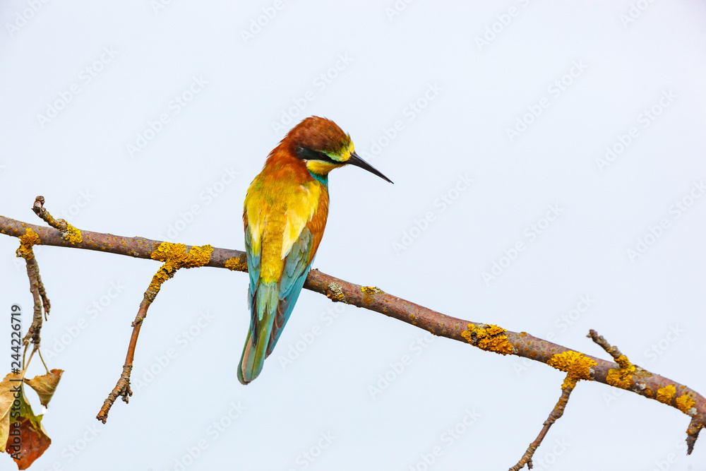 Obraz premium European Bee-eater (Merops apiaster).