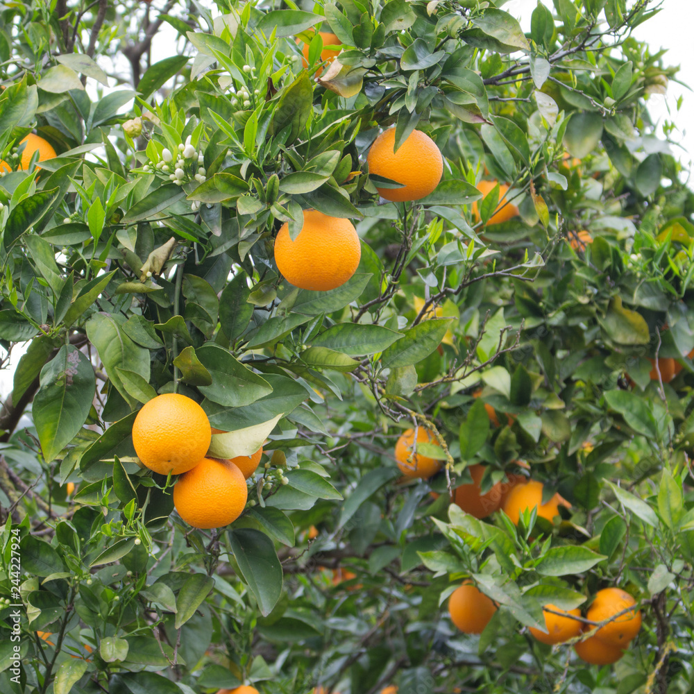 Orange fruit trees