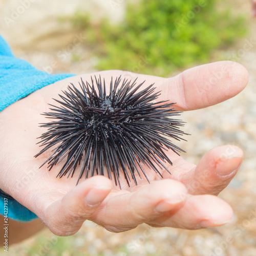 sea ​​urchin on hand