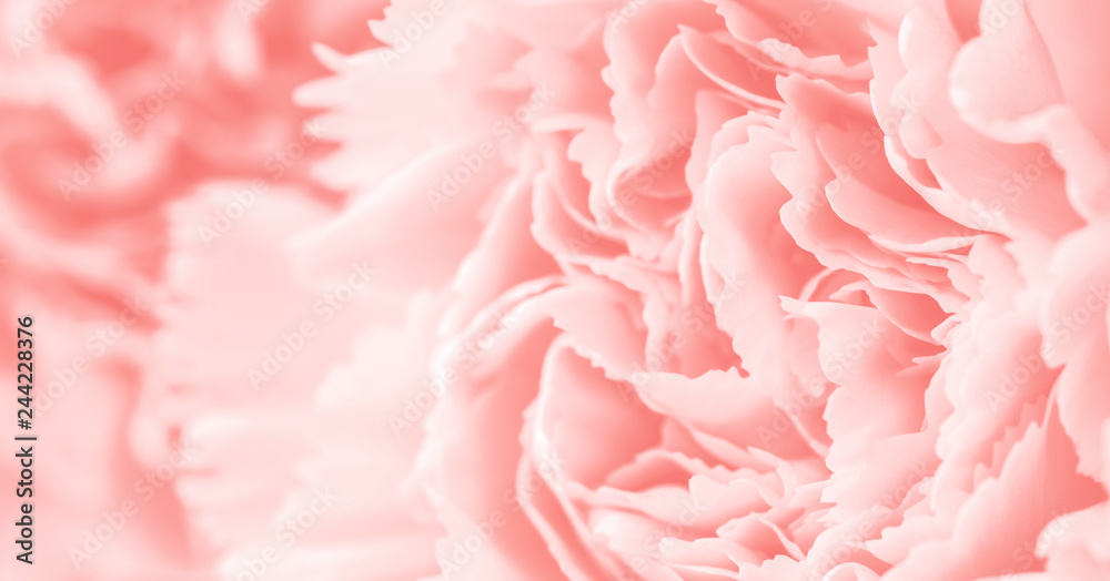 Macro carnation flower soft background coral color style