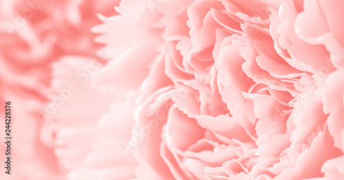 Macro carnation flower soft background coral color style © ArtBackground