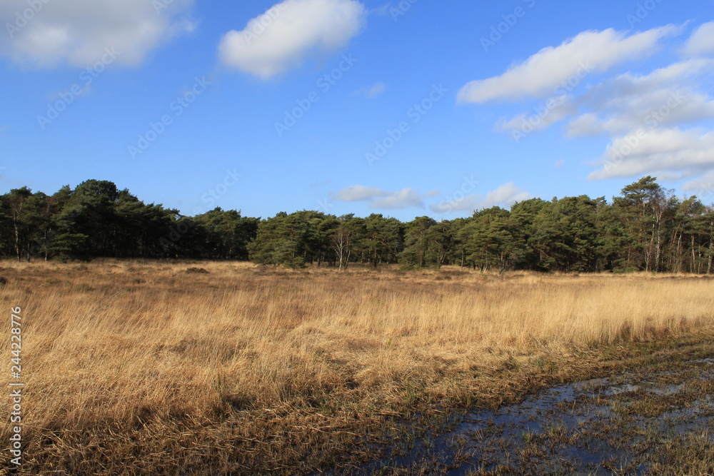 a landscape with brown dry grass  and a green forest and blue sky in the background in europe