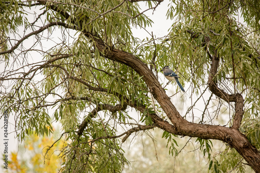 Fototapeta premium Bluejay sitting in russian olive tree