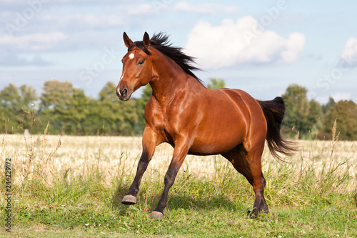 Nice brown horse running on the pasture in summer