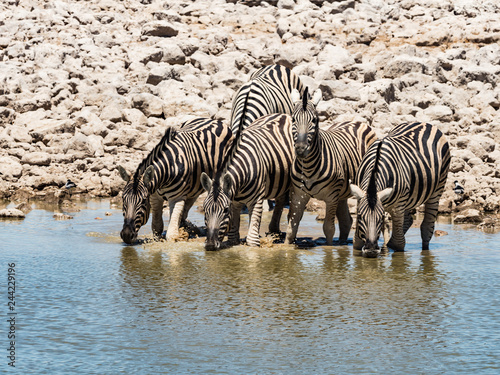 Group of zebras drinking. Zebra at a waterhole.in Etosha National Park   Namibia  Africa.
