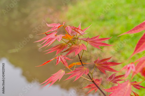 Young leaf-color of  Acer wilsonii Rehder  photo