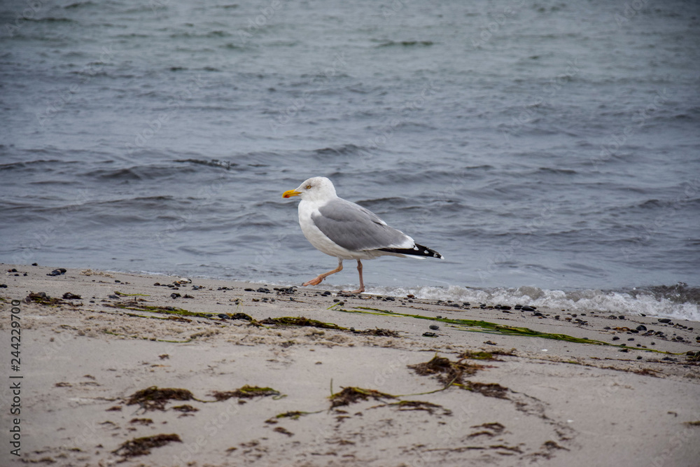 seagull on the beach seagull on the beach