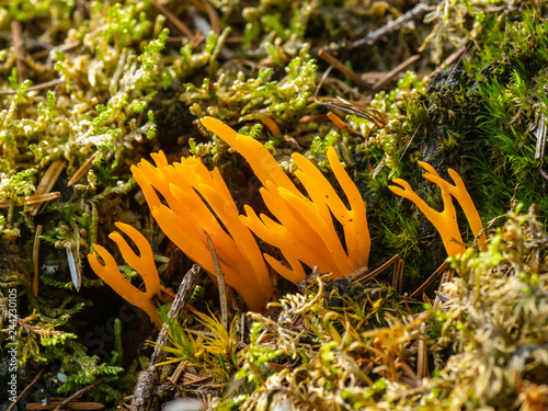 Yellow Stag's Horn Fungus (Calocera viscosa) photo