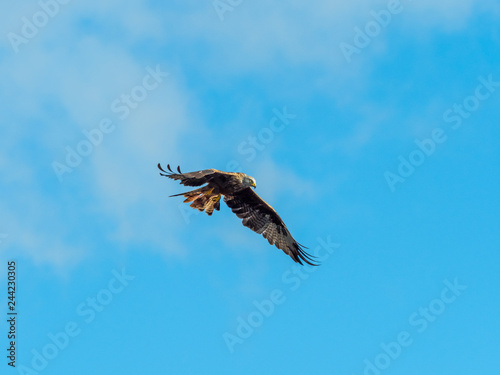 Red Kite ( Milvus milvus ) , Bwlch Nant Yr Arian photo