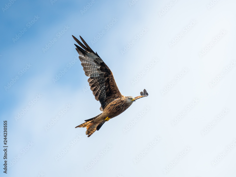 Obraz premium Red Kite ( Milvus milvus ) , Bwlch Nant Yr Arian