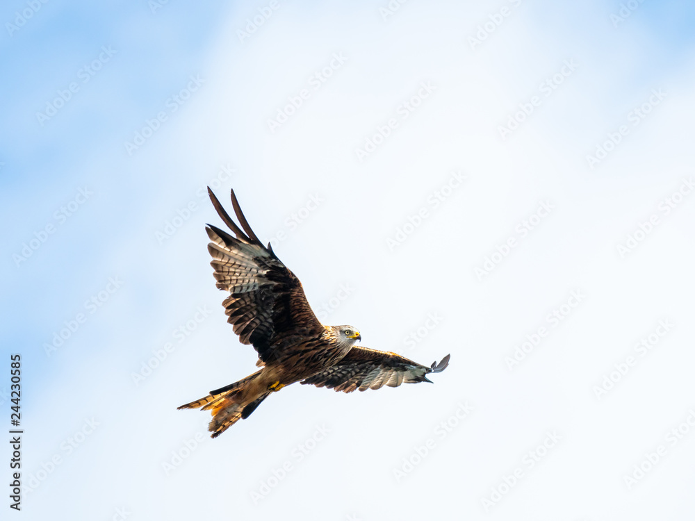Fototapeta premium Red Kite ( Milvus milvus ) , Bwlch Nant Yr Arian