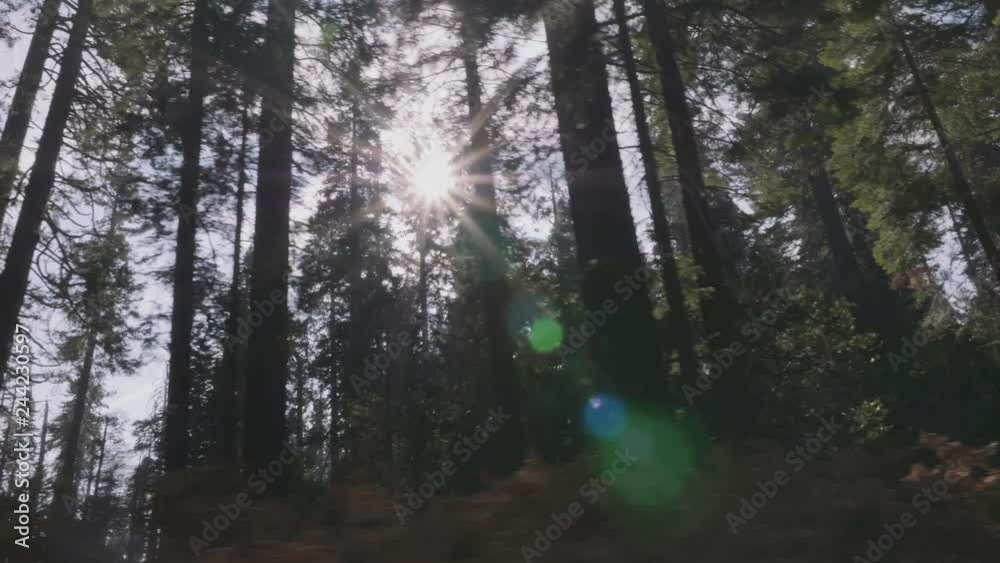 View Driving Through Sequoia Trees with Sun Flare Right. a view looking up at large sequoia trees in california with a sun flare while driving