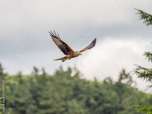 Red Kite ( Milvus milvus ) , Bwlch Nant Yr Arian © Stephan Morris 