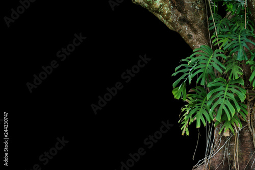 Fototapeta Naklejka Na Ścianę i Meble -  Jungle tree trunk with climbing Monstera (Monstera deliciosa) the tropical foliage plant growing in wild isolated on black background.
