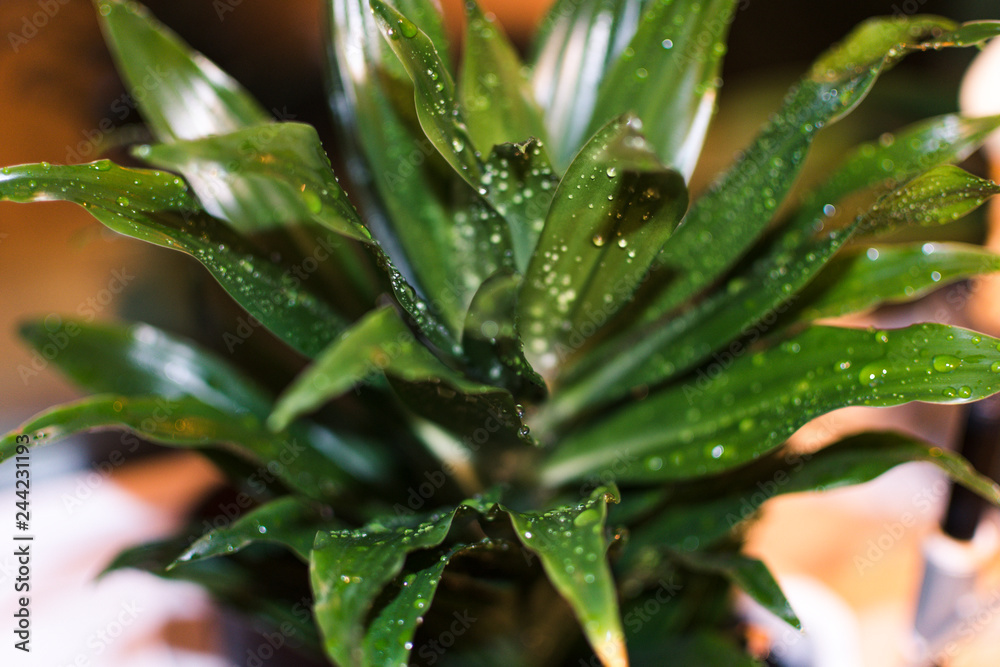 Palm in a pot, splashed with drops of water. Palm in a pot, splashed with drops of water.