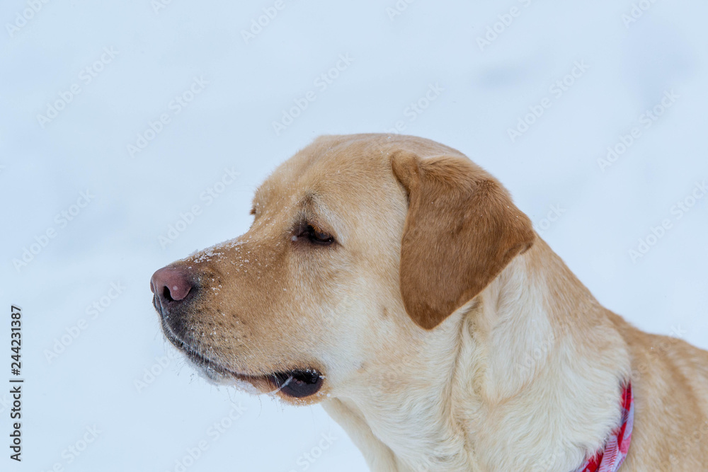 Close up on Yellow Labrador Lab Dog in Winter in Quebec Canada