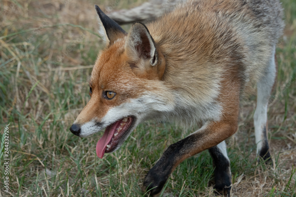 Obraz premium Very close portrait of the face of an alert looking fox as it is on the prowl. It is coming in the frame from right to left