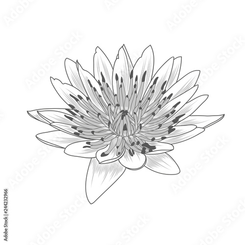 Fototapeta Naklejka Na Ścianę i Meble -  Abstract stylish hand-drawn  lotus flower. National symbol of Thailand. 