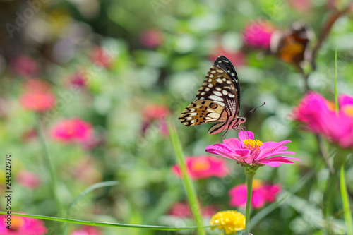  beautiful butterflies in the flower garden