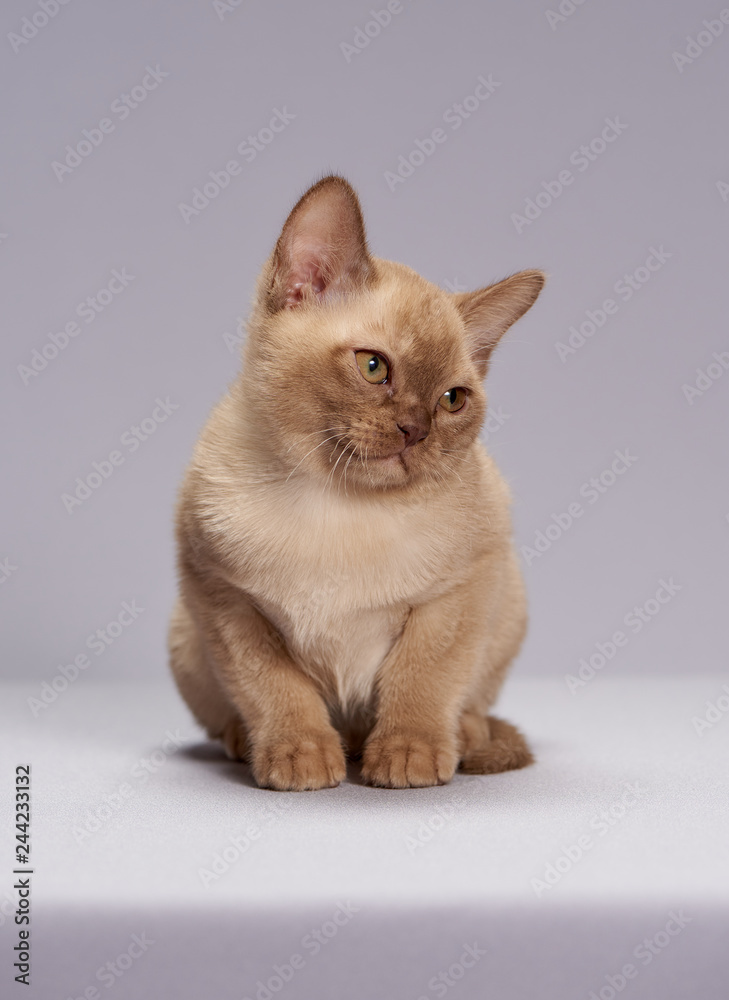 kitten breed Burma on a light background