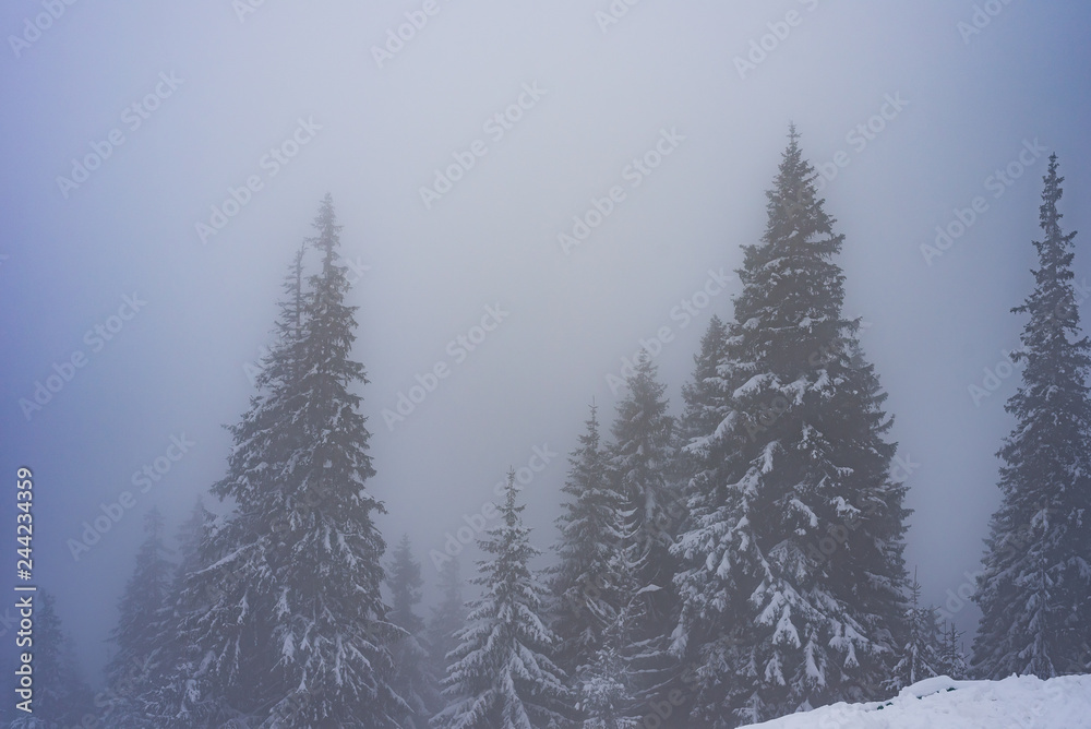 Foggy Winter landscape
