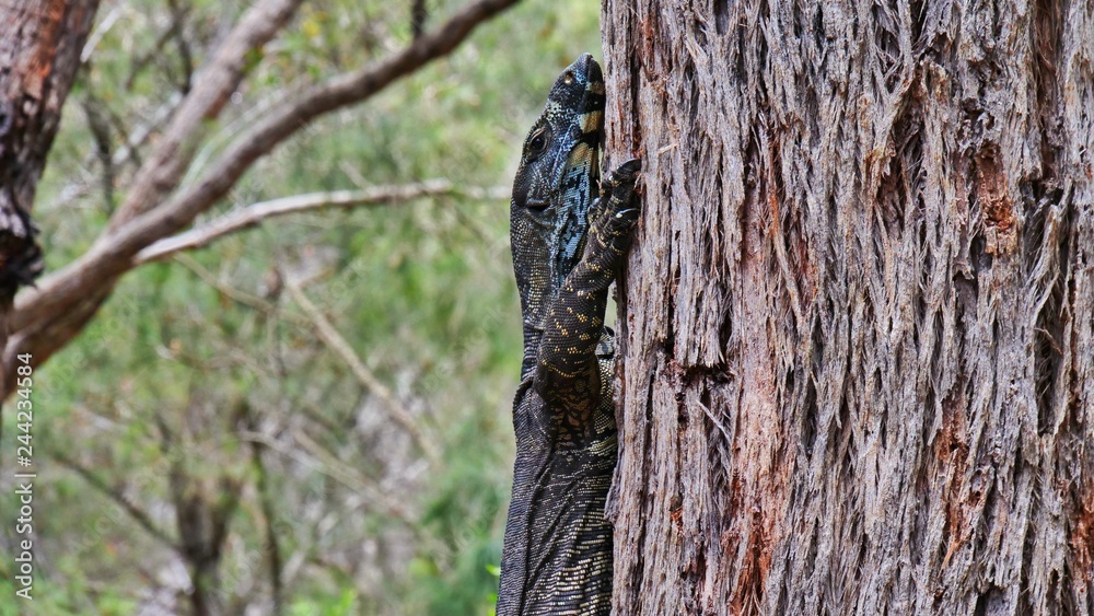 Obraz premium Buntwaran am Baumstamm, Kopf