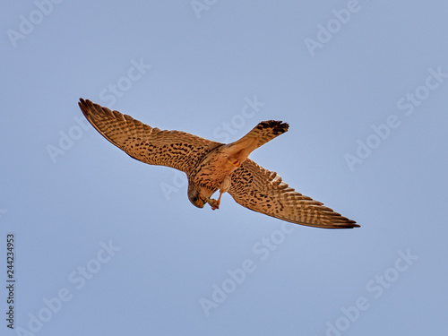 Lesser kestrel (Falco naumanni) eating in flight of the prey that has caught photo