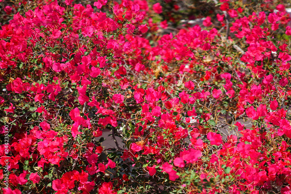 Fuchsia bouganville in Santorini,Cycland island