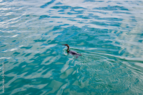 Sea bird swimming through the ocean