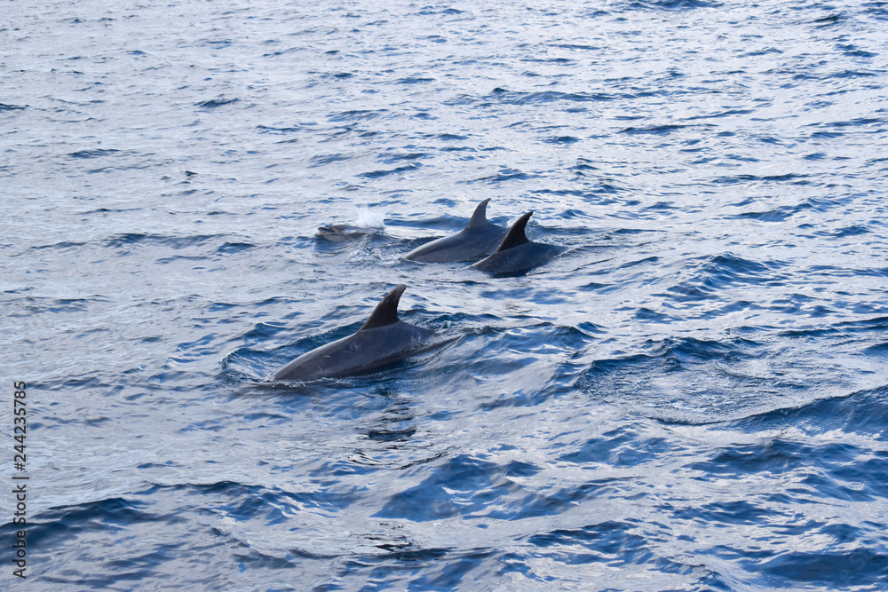Naklejka premium Dolphins swimming in the ocean