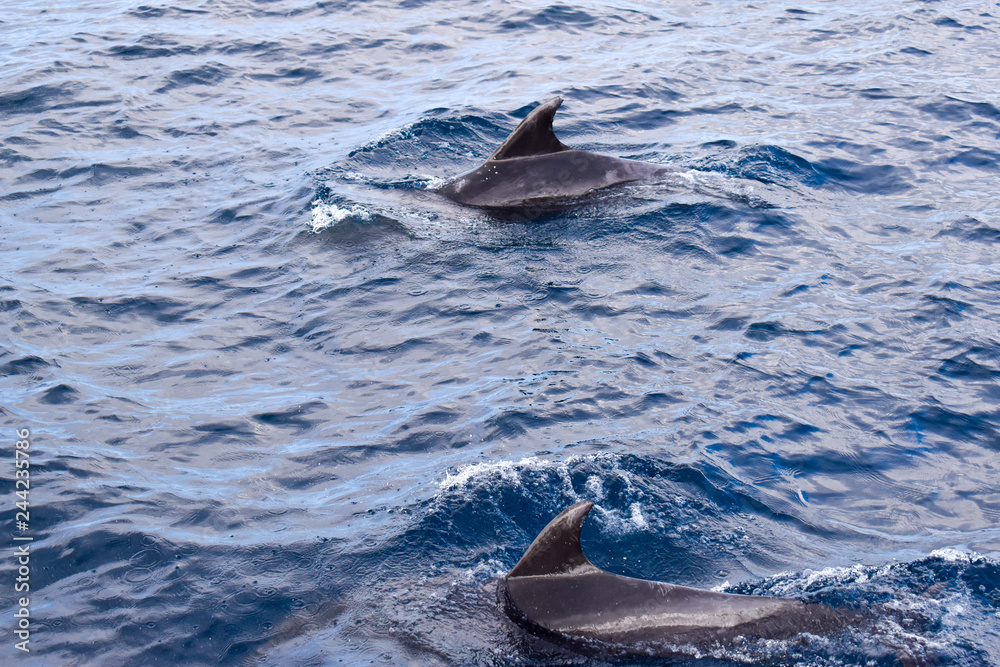Fototapeta premium Dolphins swimming in the ocean