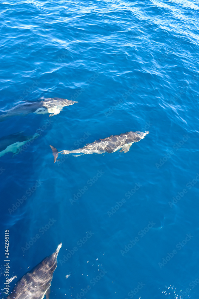 Fototapeta premium Dolphins swimming in the ocean