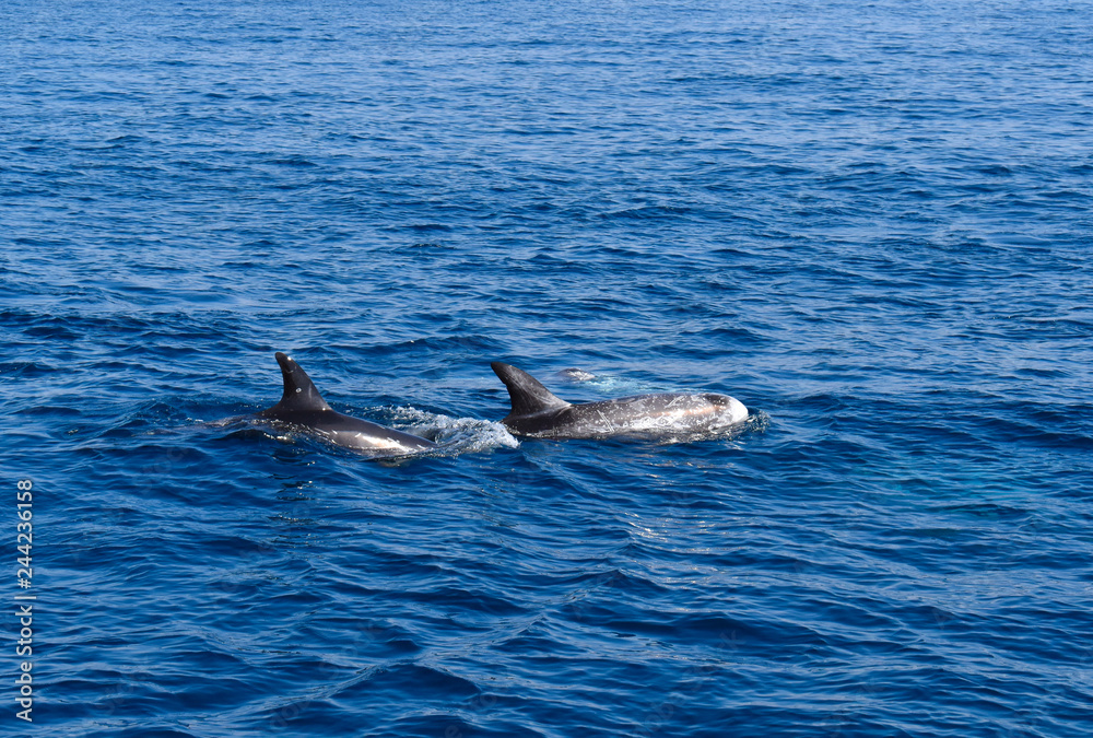 Fototapeta premium Dolphins swimming in the ocean