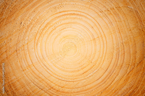 Closeup of wood tree trunk with growth rings and texture