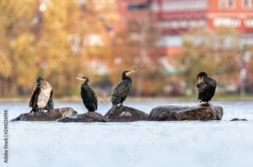 Canvas Print group of cormorants on rock in stockholm